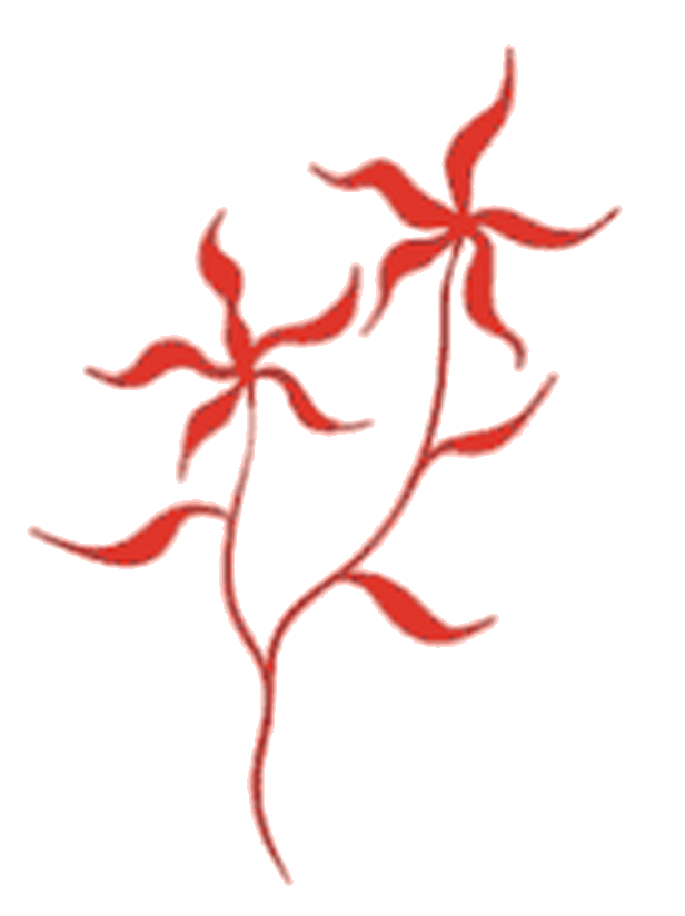 Red flowers